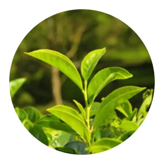 Cortexi Ingredients 2