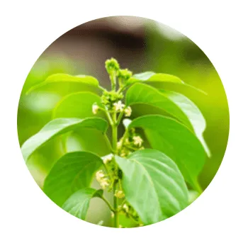 Cortexi Ingredients 3