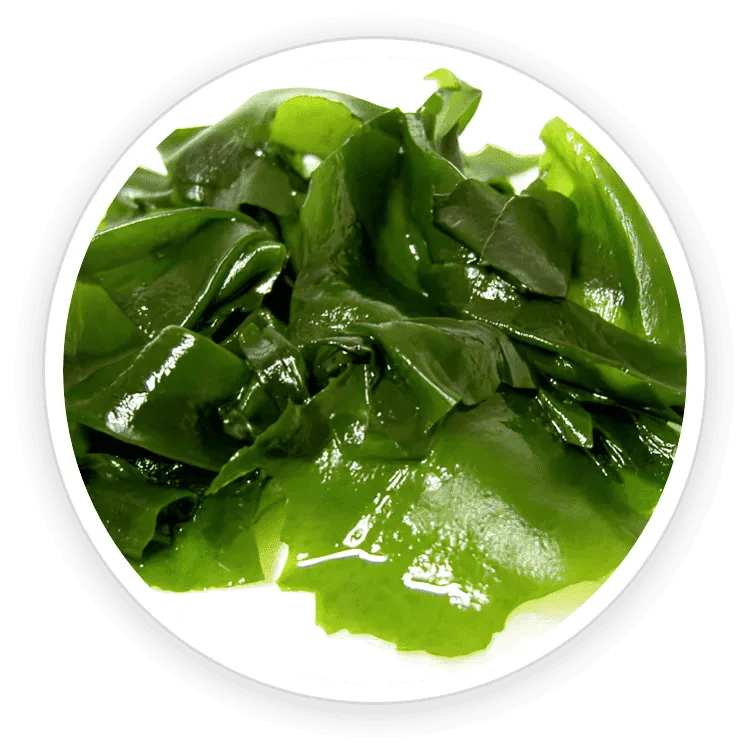 Wakame Extract