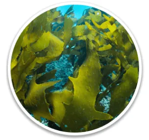 Golden Algae