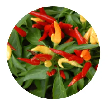 Cortexi Ingredients 4