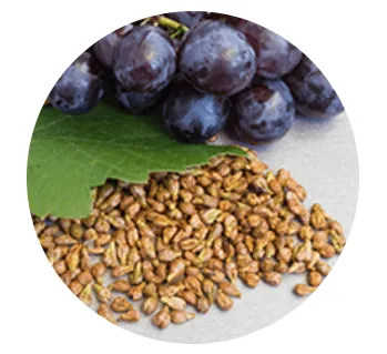 Cortexi Ingredients 1