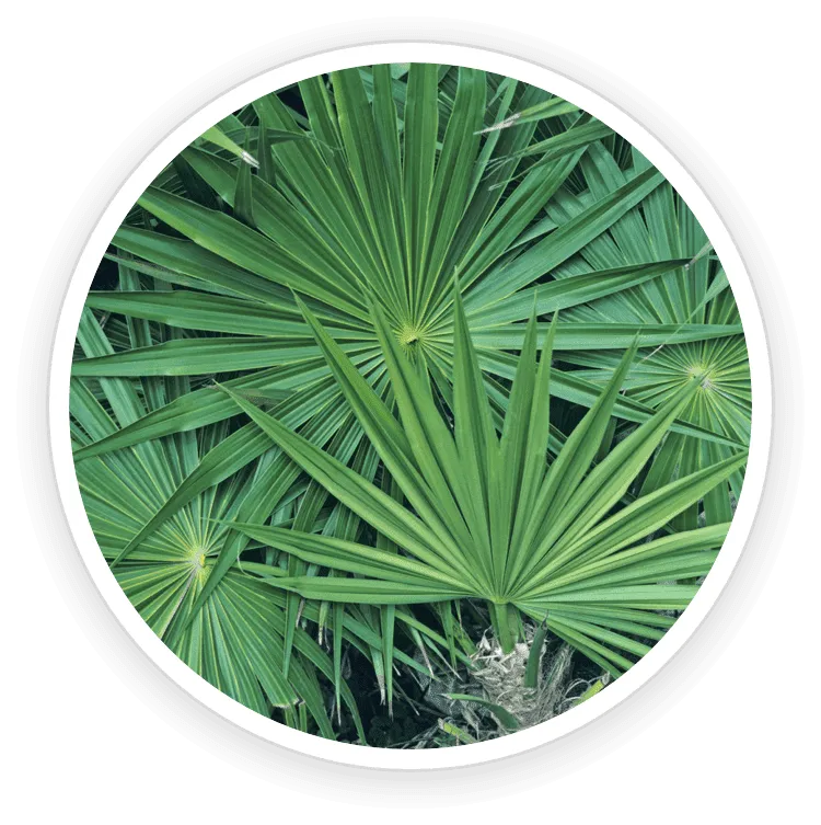 Saw Palmetto