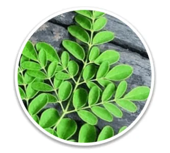 Drumstick Tree Leaf