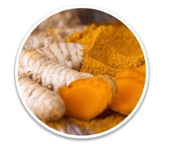 Turmeric Rhizome