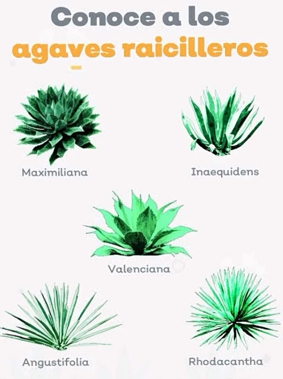 Raicillera vs Raicillería: ¿Cuál es la diferencia y por qué importa?