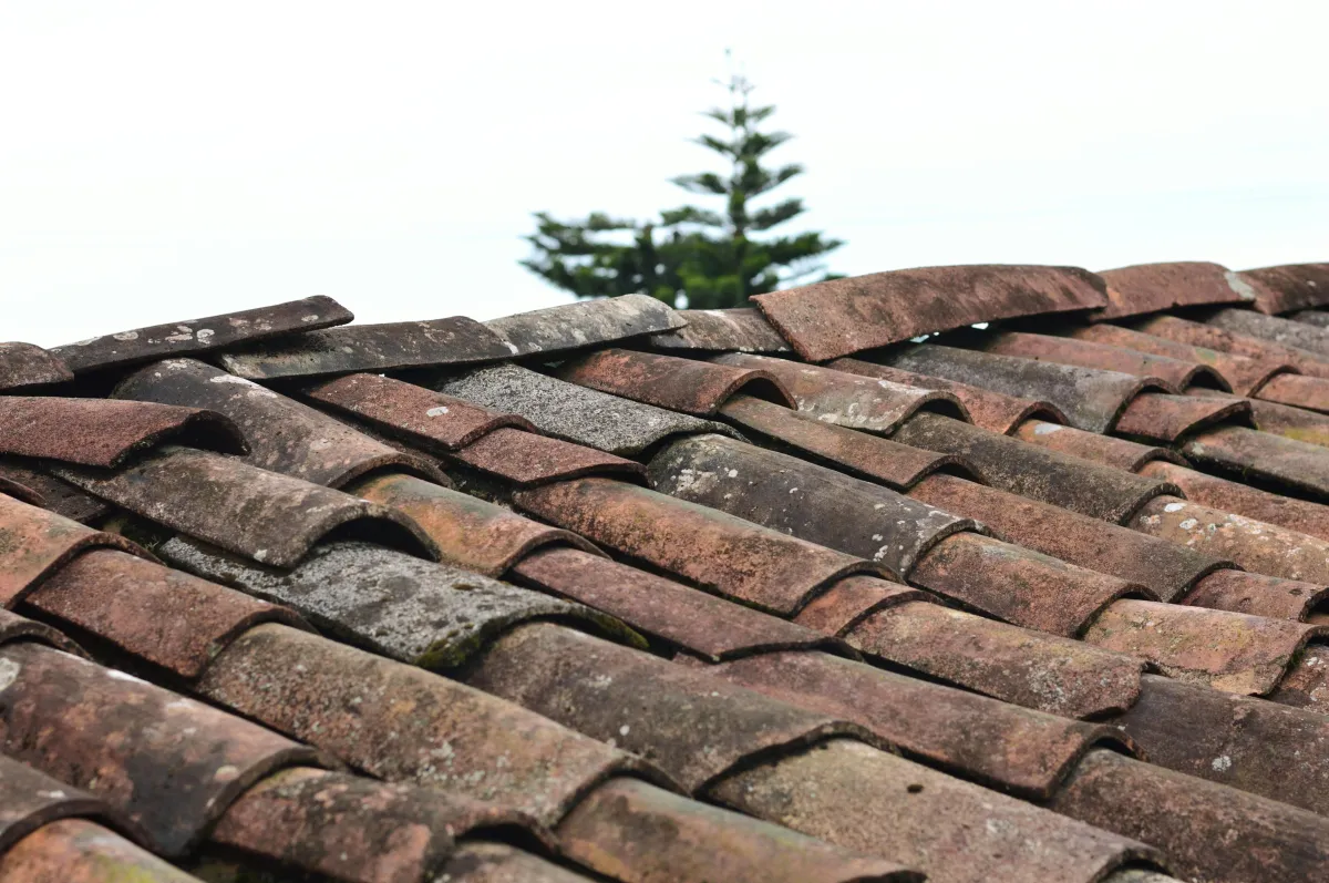 Fotos af Miguel Á. Padriñán: https://www.pexels.com/da-dk/foto/1453799/
