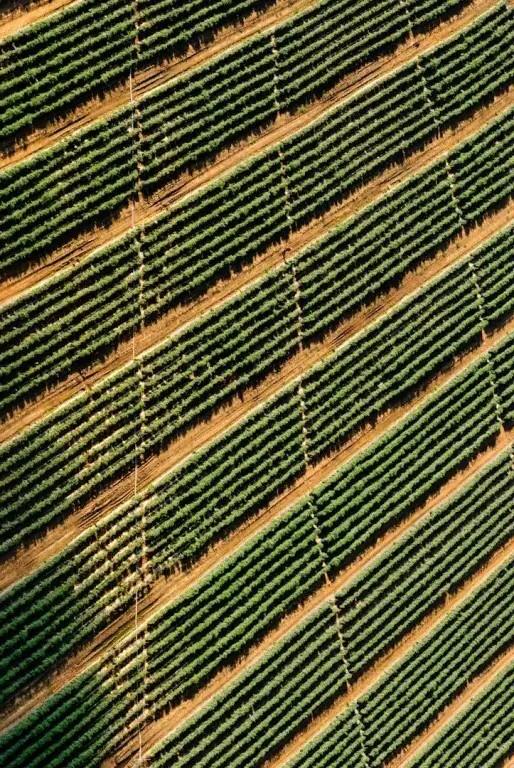 rows of crops in a field