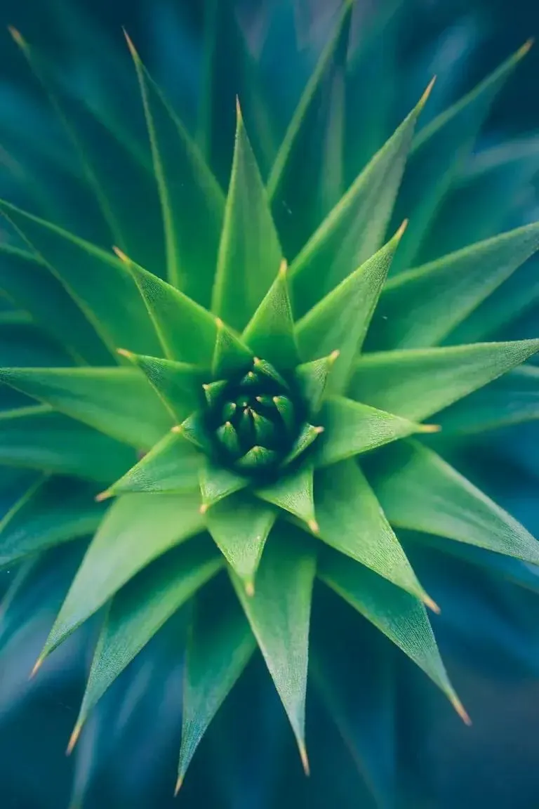 green and blue succulent plant