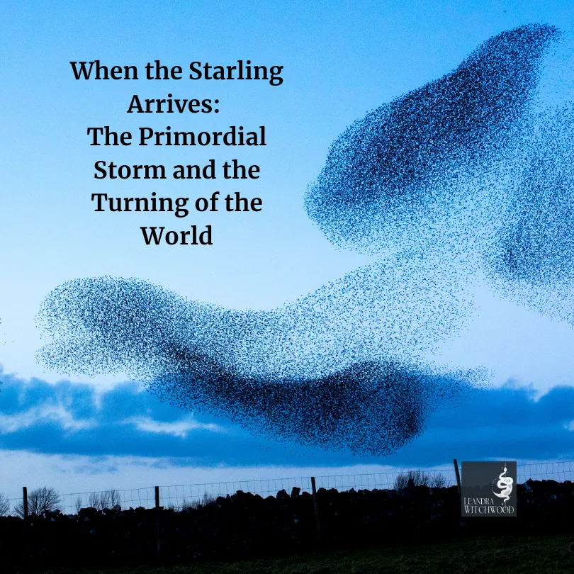 When the Starling Arrives
