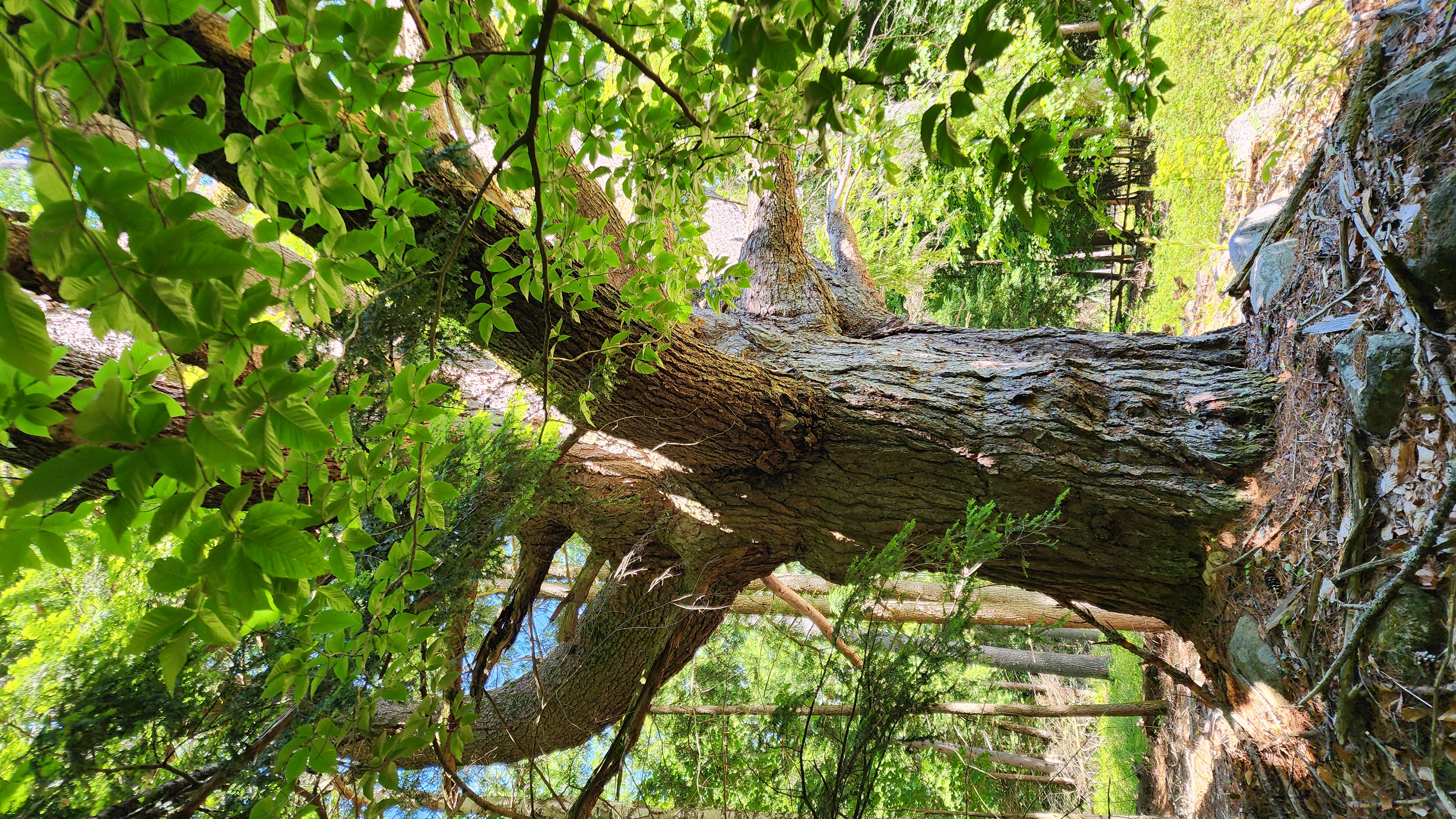 Healing the Land: What the Divine Feminine Archetypes Taught Me