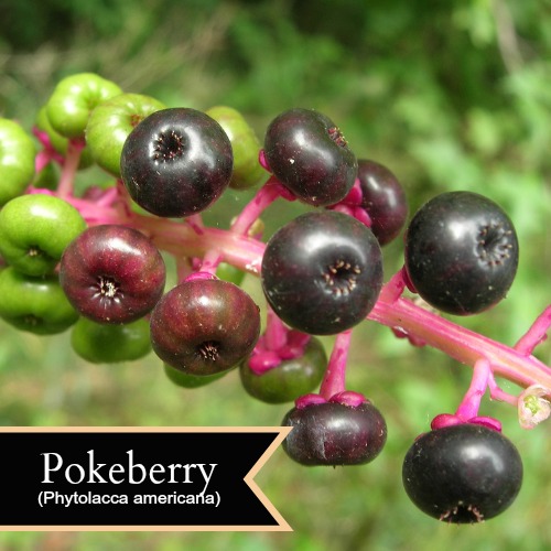 Making Magickal Pokeberry Ink