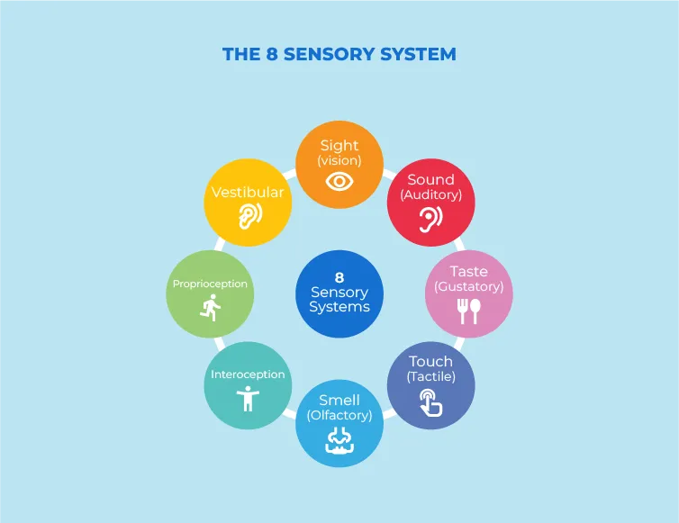 The 8 sensory system for neurodivergent individuals