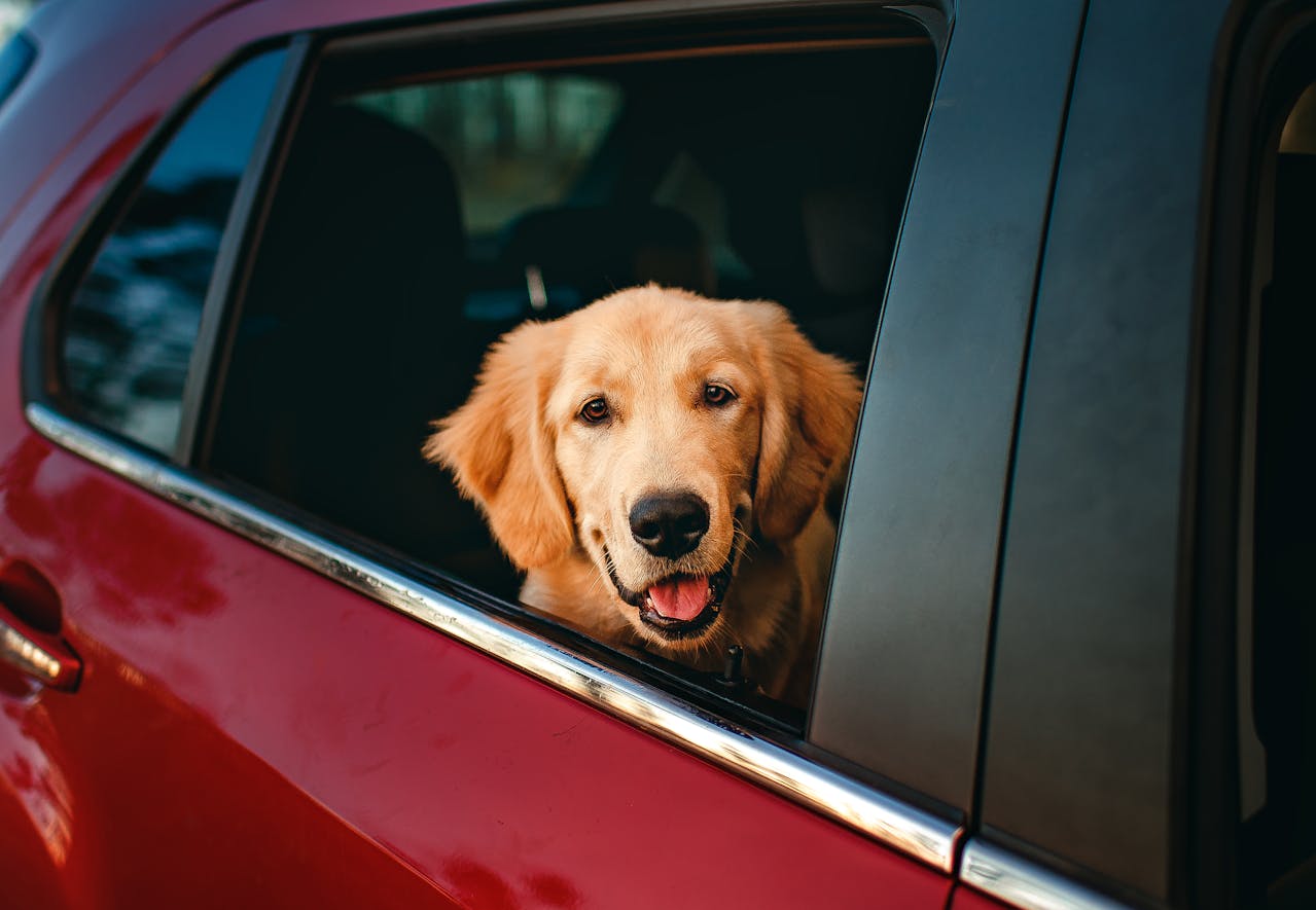 Pet Hair Removal in Felixstow