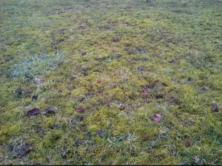a large field of grass with trees in the background