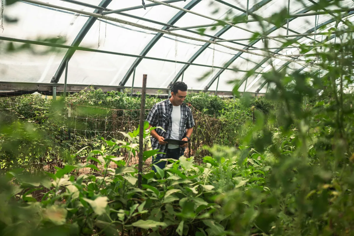 Leafy greens growing in a vertical farm system