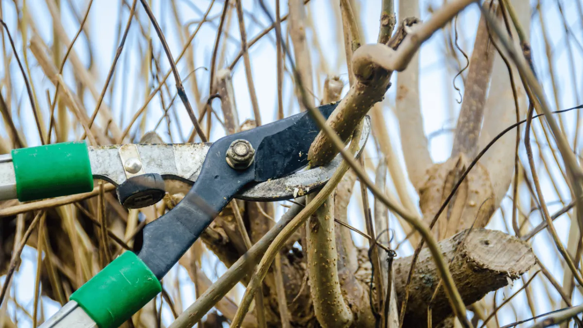 San Antonio Landscaping Lawn Care