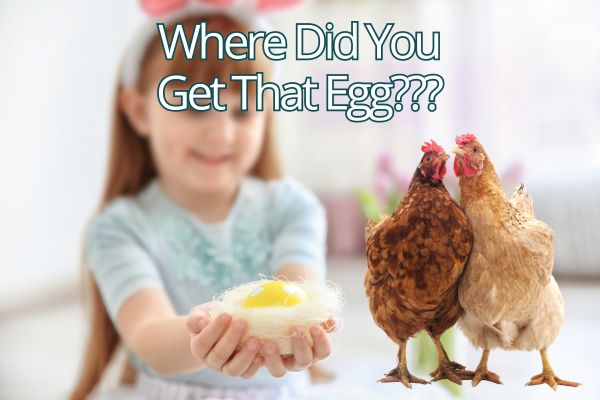 Where Did You Get That Egg