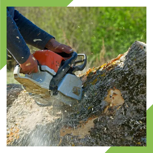 Tree removal service near a home in Wenatchee, WA