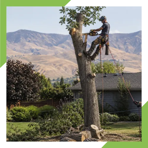 Local tree service team caring for trees in Wenatchee, WA