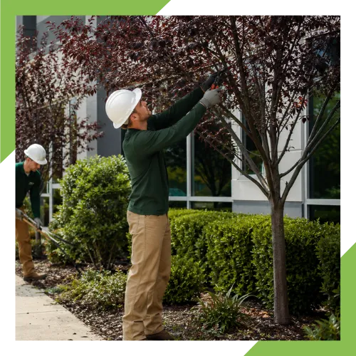 Residential and commercial tree care for safe outdoor spaces