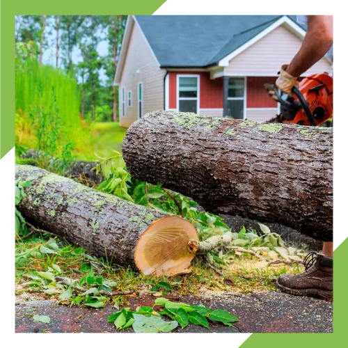 Residential and commercial tree service in East Wenatchee