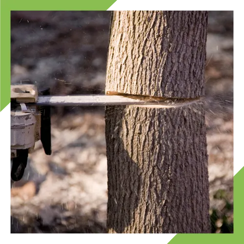 Local tree care company serving East Wenatchee properties 
