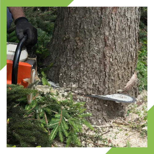 Tree cutting service removing crowded limbs around a residential property