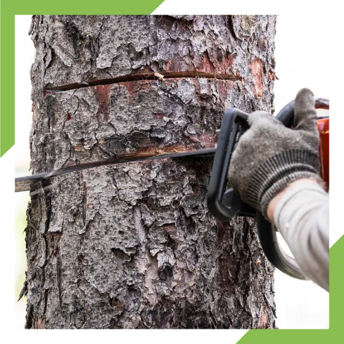 Local tree service team helping improve a clean outdoor space