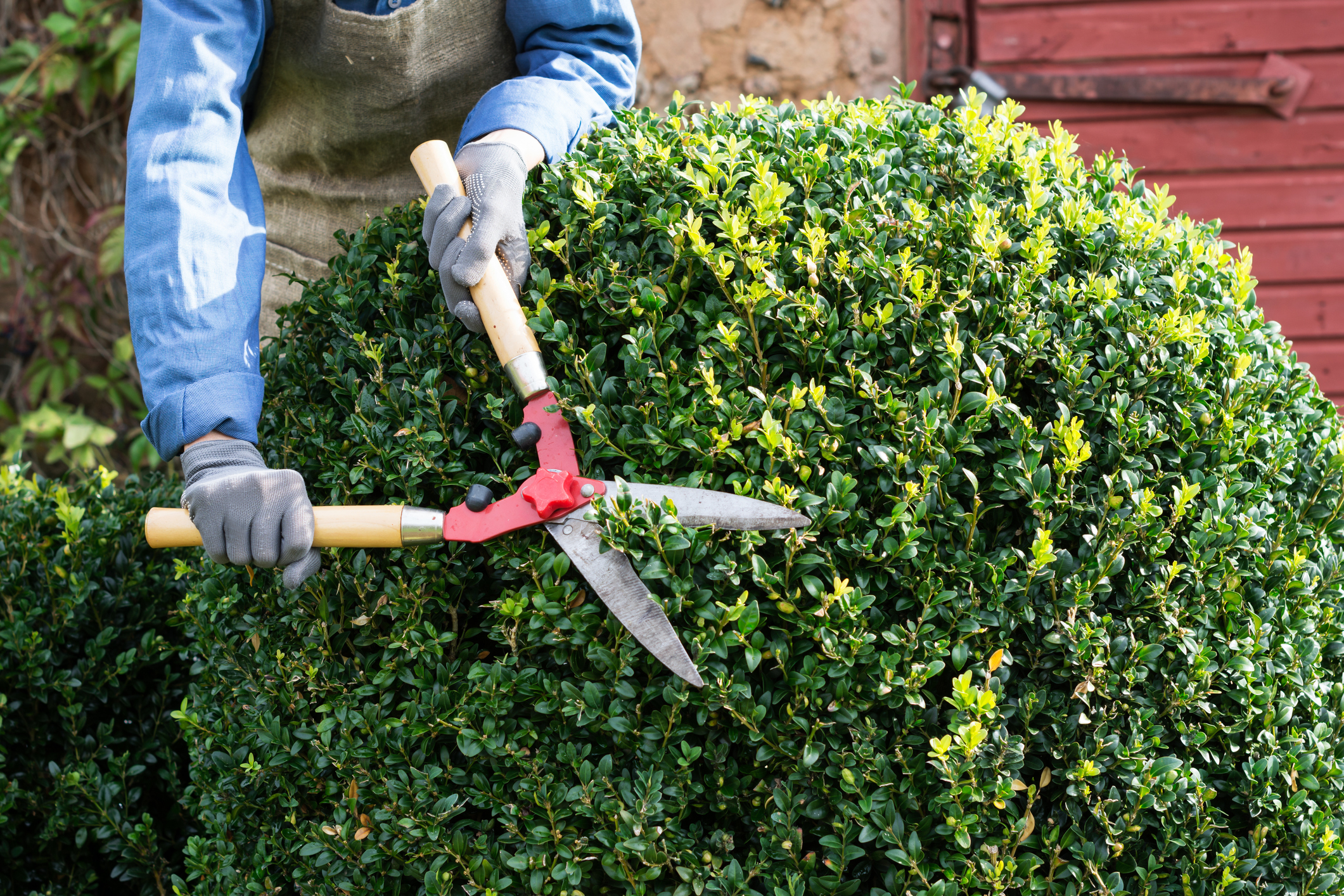 Tree Removal, Trimming & Pruning
