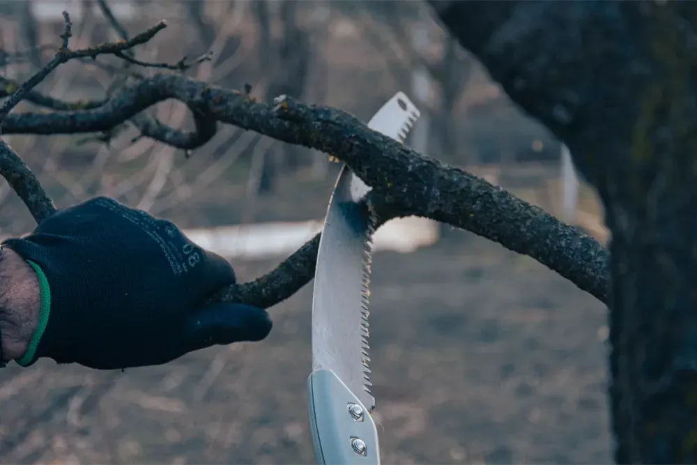 Tree Pruning Surrey - Tree Pruning South West London