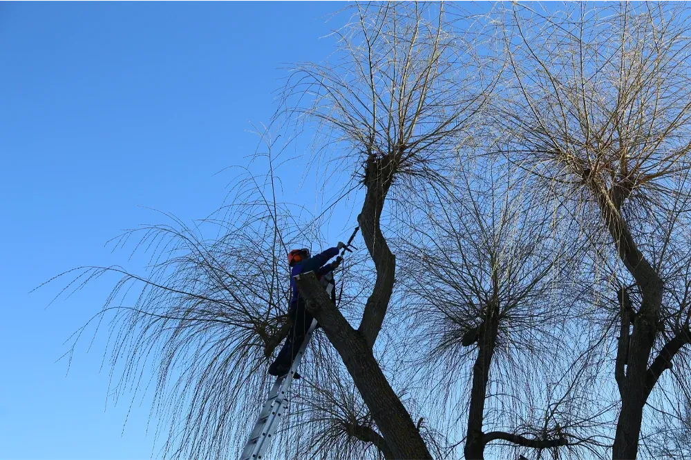 Crown Thinning Surrey - Crown Thinning South West London