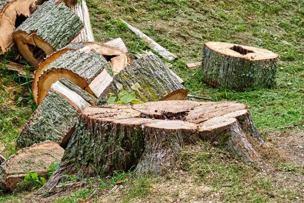 Tree Felling Surrey - Tree Removal South West London