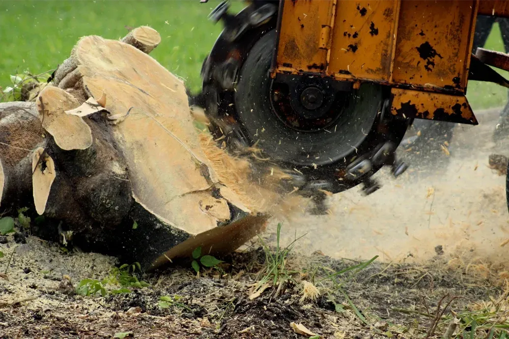 Stump Grinding Surrey - Stump Grinding South West London