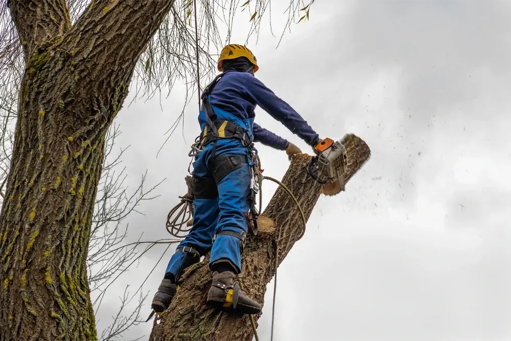 Emergency Tree Removal Surrey - Emergency Tree Services South West London