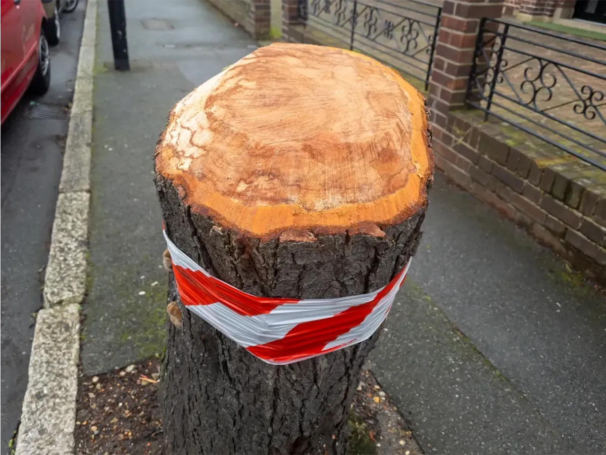Tree Surgeon Surrey - Tree Surgeon South West London