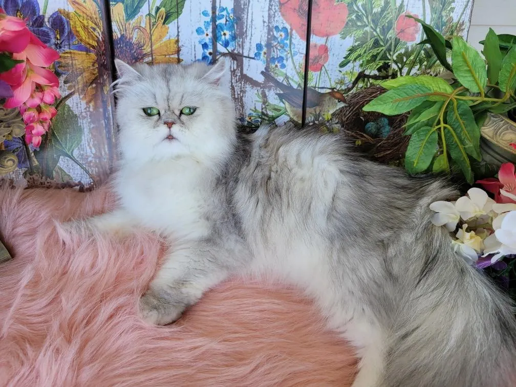 a cat sitting on a couch