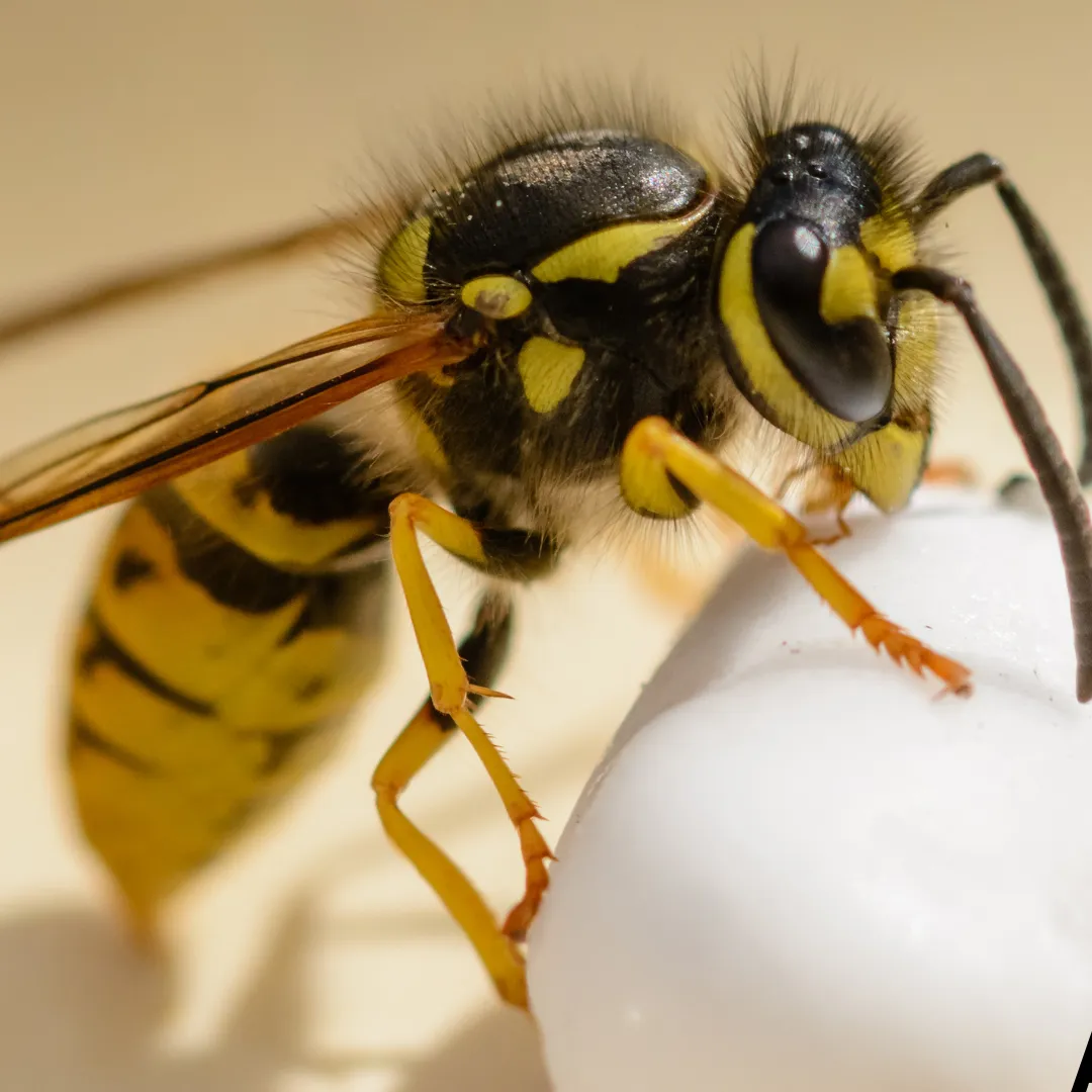 Wasp Nest Removal