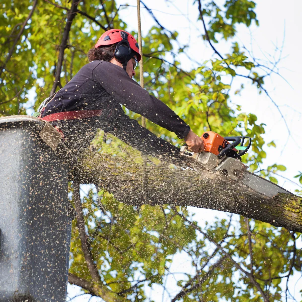tree removal haliburton