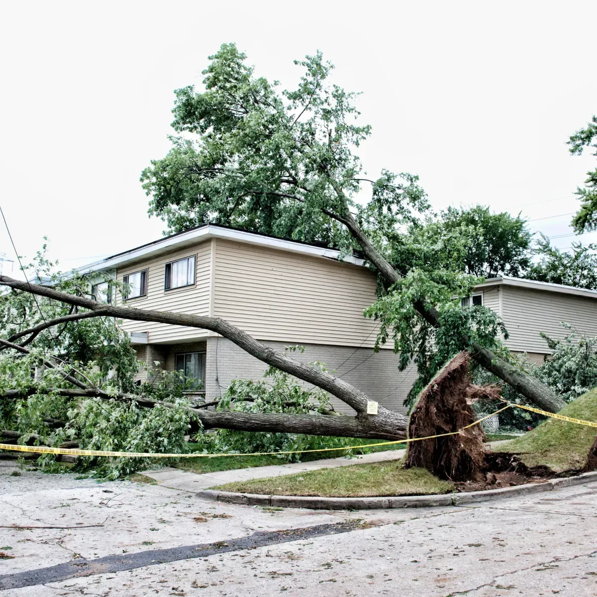 tree removal haliburton