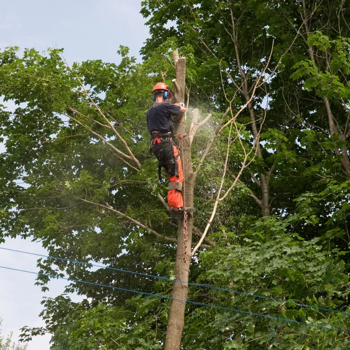 tree removal haliburton