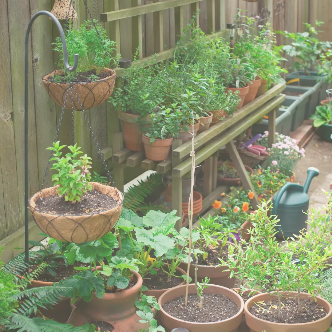 Magical Companion Planting Guide