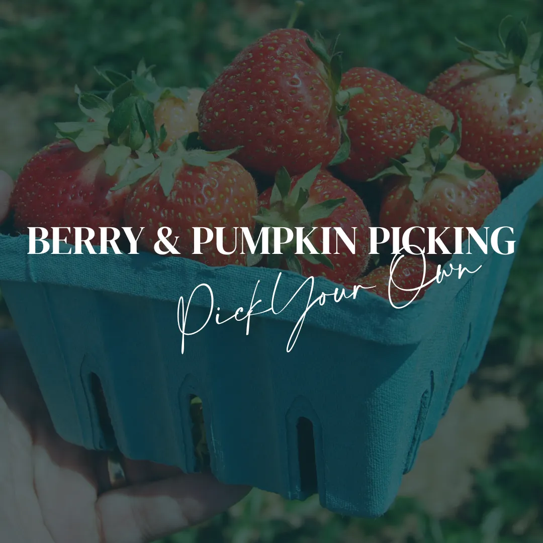 Berry & Pumpkin Piicking