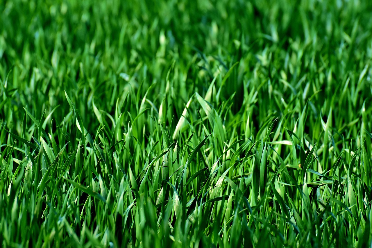 picture of a lawn that as been mowed in oak harbor