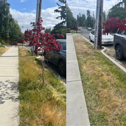 before and after lawn mowing pictures