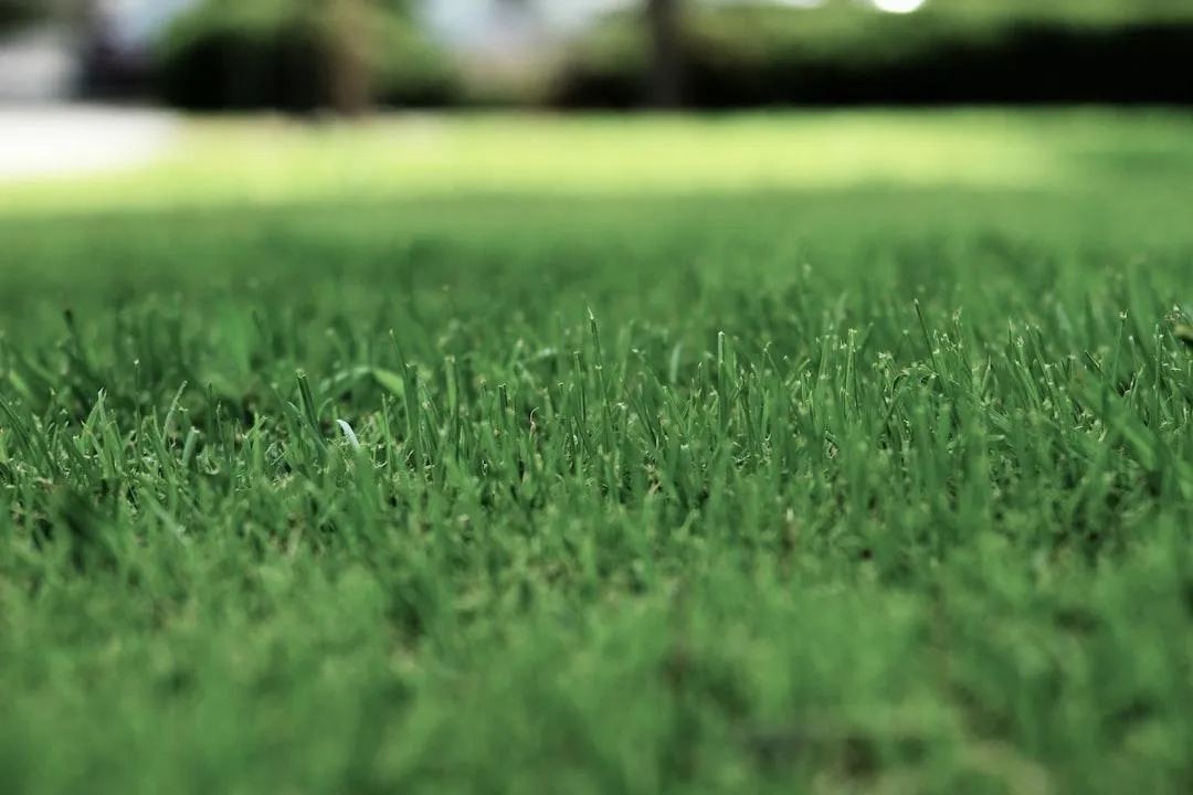 Professional lawn that was cut in oak harbor
