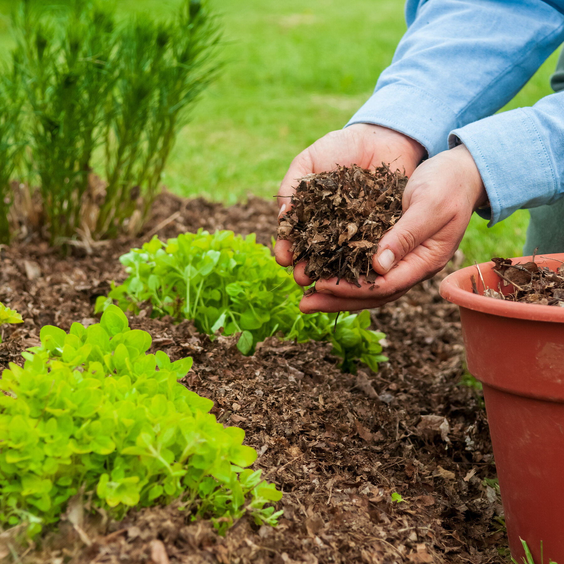 Lawn Care