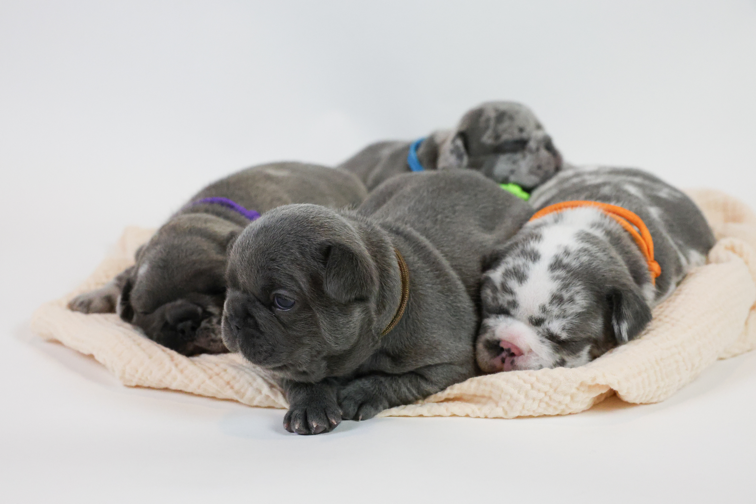 French Bulldog Puppy Margot