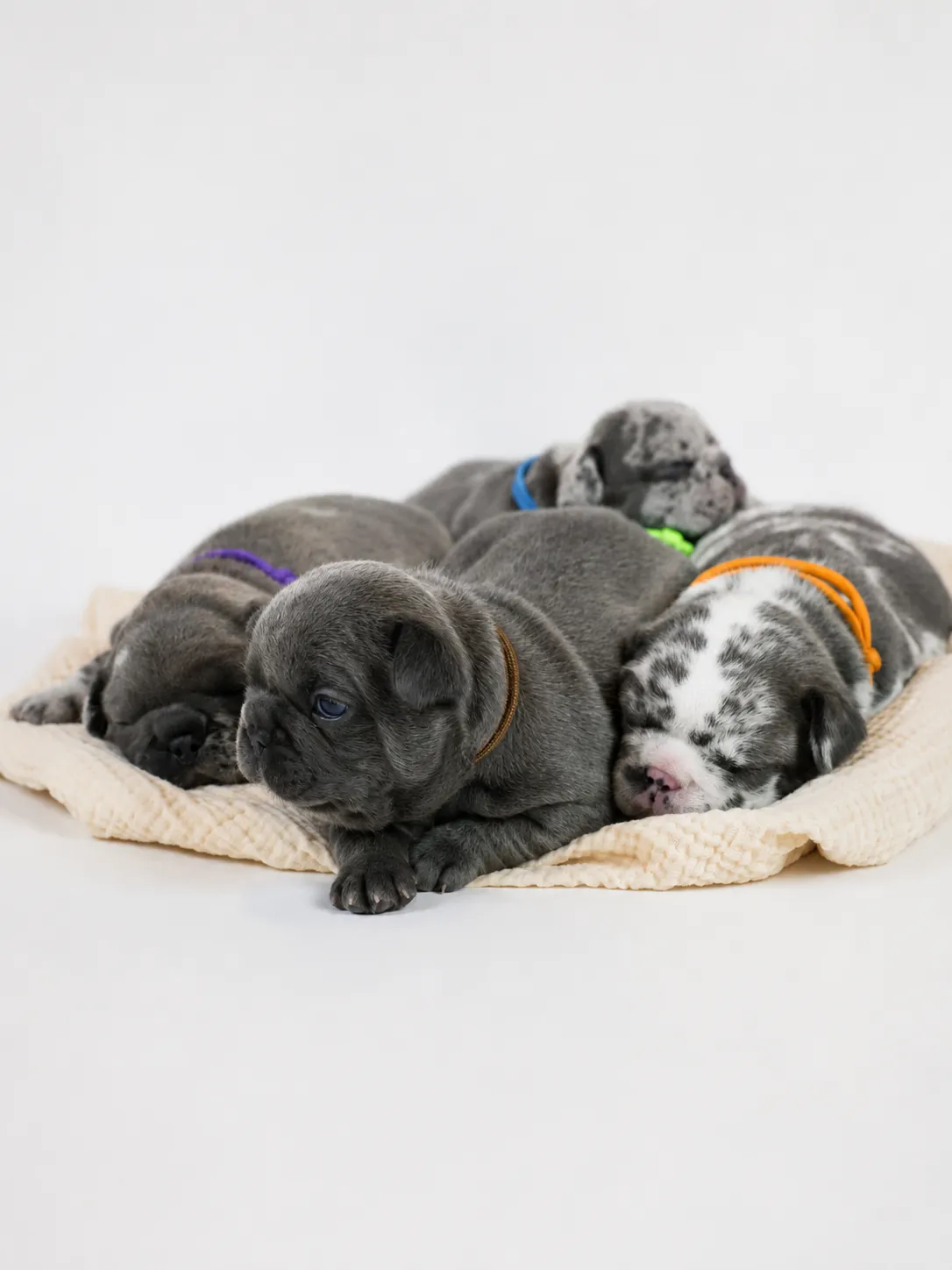 Featured BoStella French Bulldog puppy in a luxury home setting