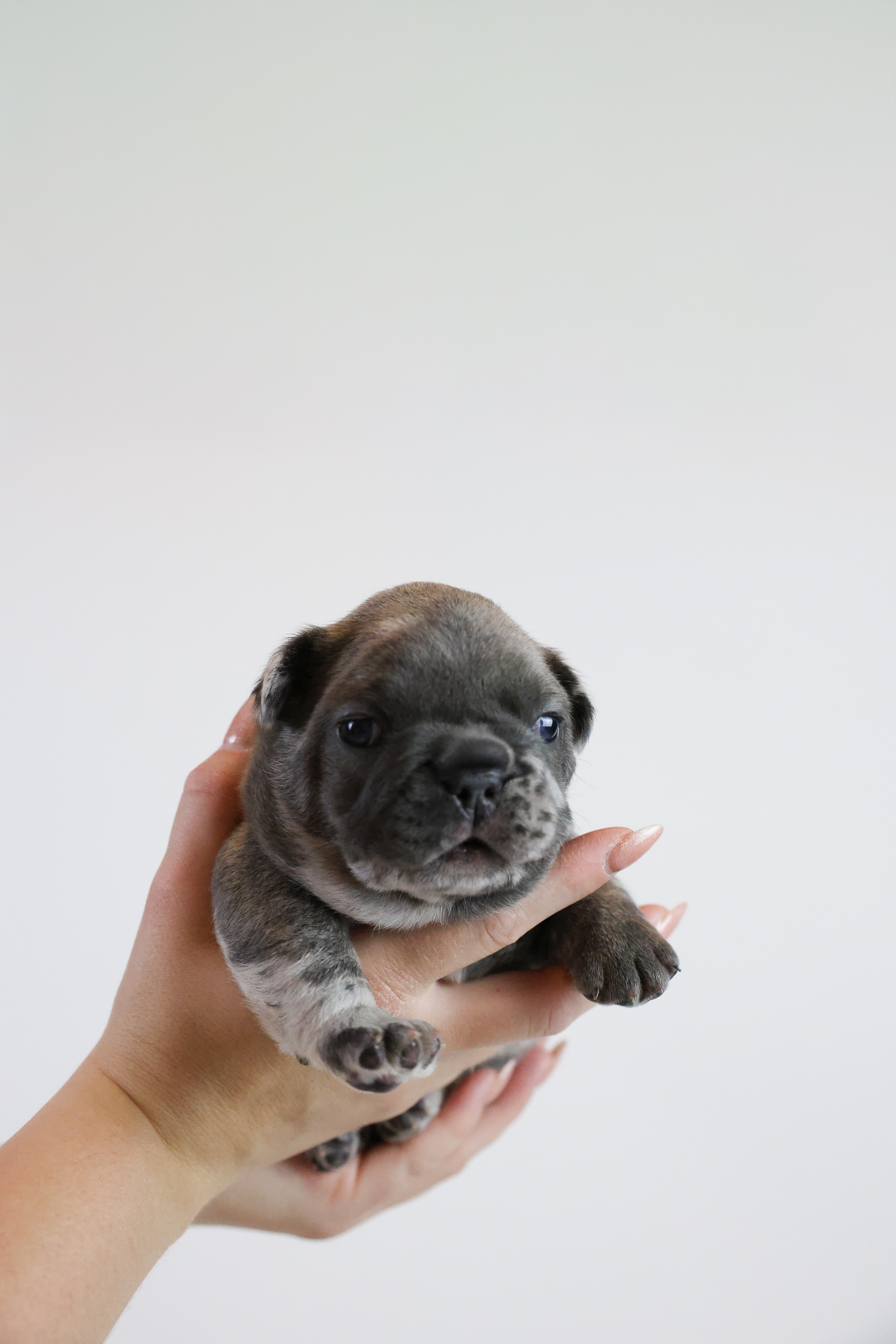 Soft-focus image of a breeder's hands gently holding a French Bulldog puppy